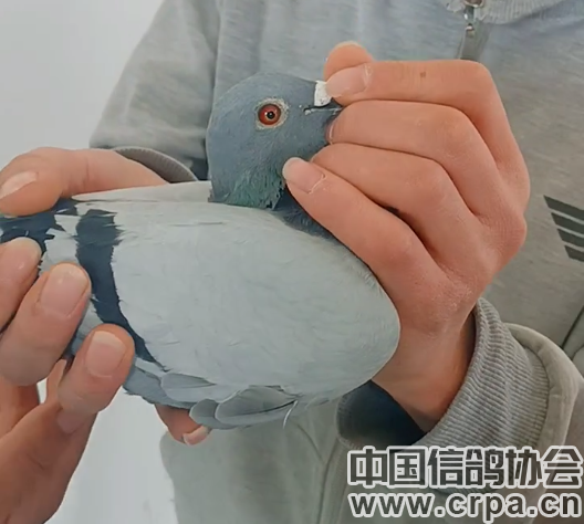 宁夏球员表现不俗，帮助球队保持不败战绩的简单介绍